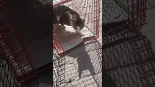 Releasing some more cats after neutering 🐾🐈