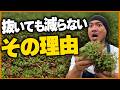 【雑草対策】抜いても抜いても生えてくる最強雑草、スベリヒユの正体