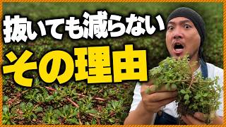 【雑草対策】抜いても抜いても生えてくる最強雑草、スベリヒユの正体