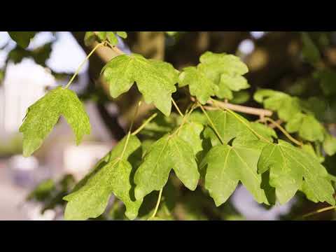 Video: Bloeiende esdoornhuisplant - Hoe om te sorg vir Abutilon-plant
