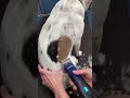 珍しい毛を持つ犬