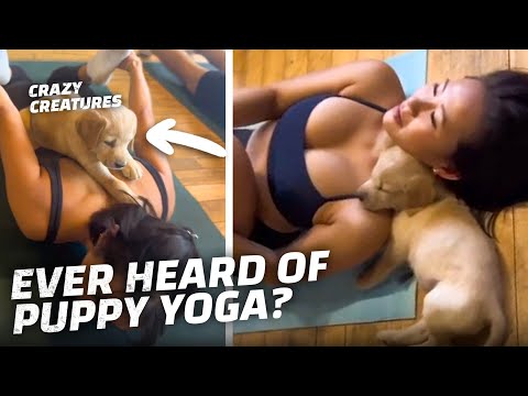 Puppy Yoga Will Melt Your Heart