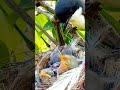 Mother feeding beautiful baby birds nest||Musa plus am|| Mp3 Song