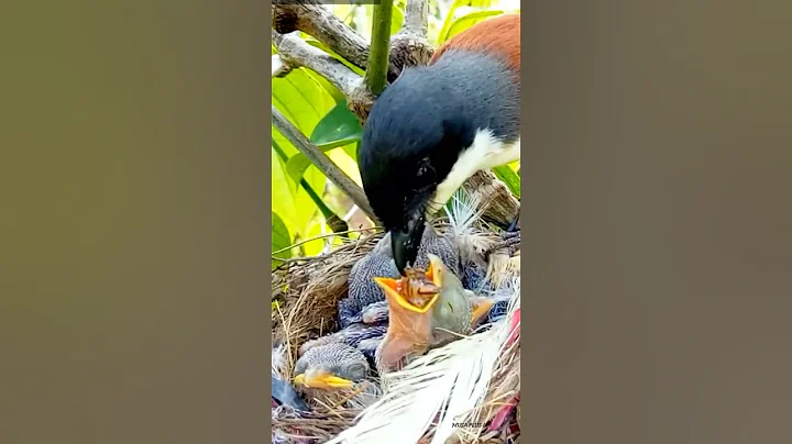 Mother feeding beautiful baby birds nest||Musa plus am||