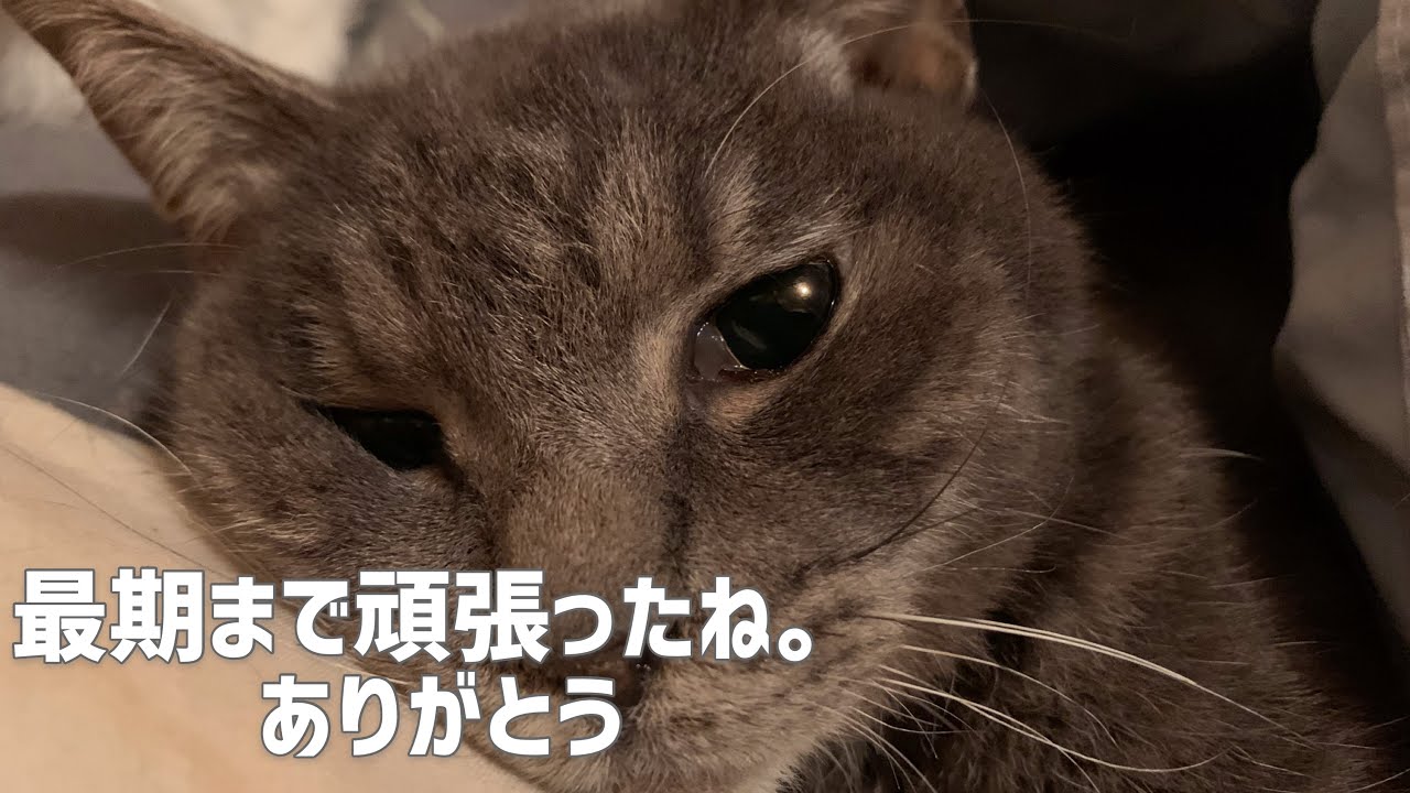 猫の最期の記録。今の気持ちを忘れない為に… パパの腕枕の中でゆっくりと息をひきとり亡くなった。