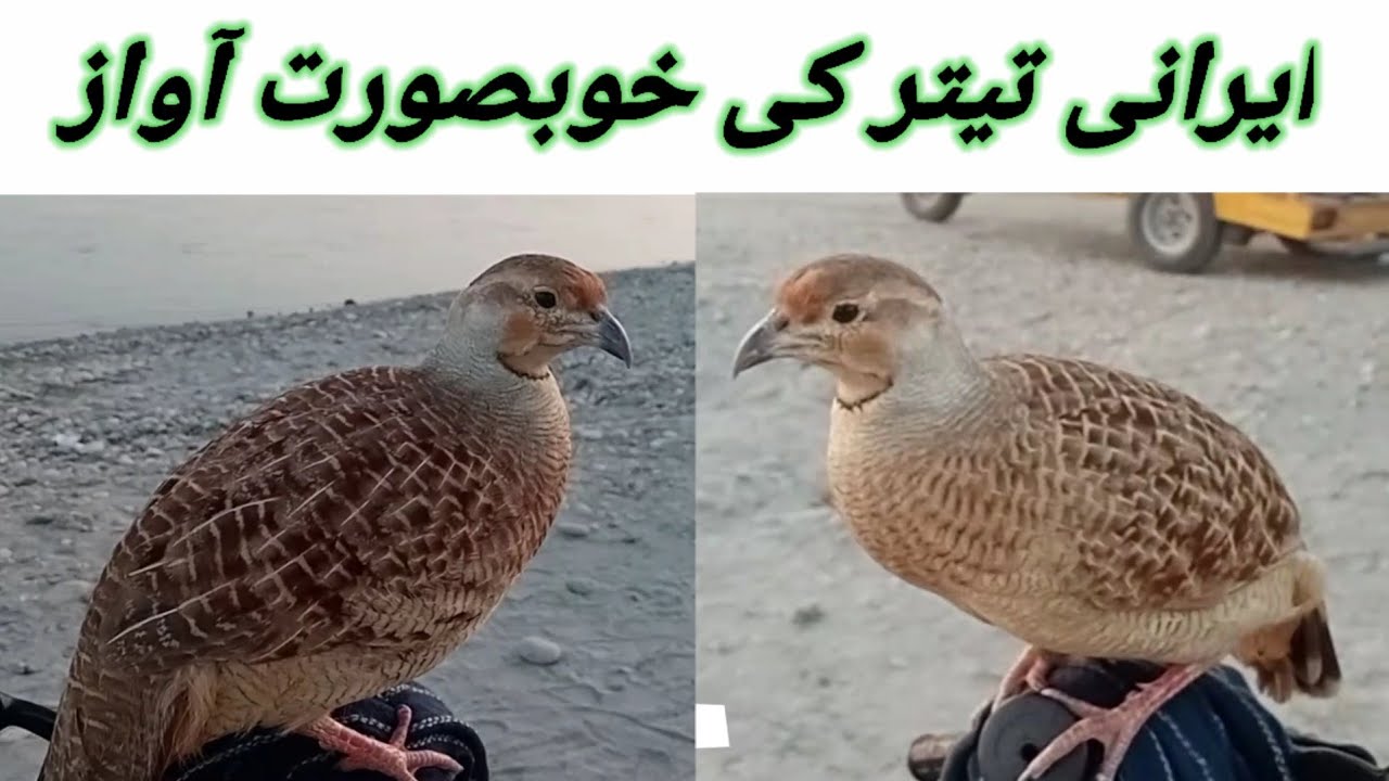 teetar ki awaz madiirani teetar ki awaz madi sound/ HD 1080p