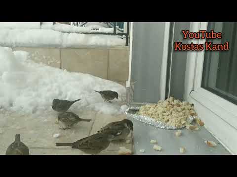Πουλιά στο χιόνι. Σπουργίτια και Ψαρόνια.
