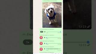 Áudio Do Cachorro Pitucho