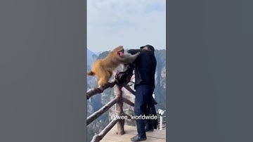 #shorts #Funny #wee #memes #funny #memes #moments