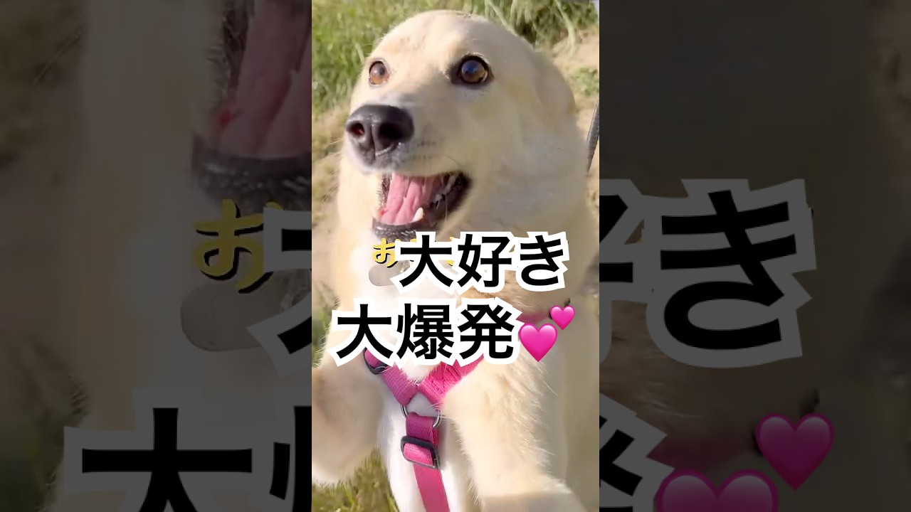 大好き！お母さん！！#大好き#大爆発#保護犬と暮らす