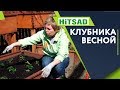 Клубника Весной 🍓Как правильно ухаживать🍓  садоводство с хитсад