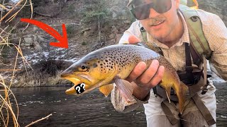 THE BEST FLY for Fall Brown Trout! (Colorado Fly Fishing)