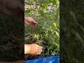 Removing unwanted plants from Garden🏡☘️🫶🏻 #stressrelief #relaxing #garden #gardening