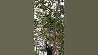 DRAMA MENANGKAP BURUNG KAKAK TUA LEPAS