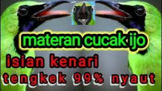 masteran cucak ijo 2021 || isian kenari tengkek full nyaut