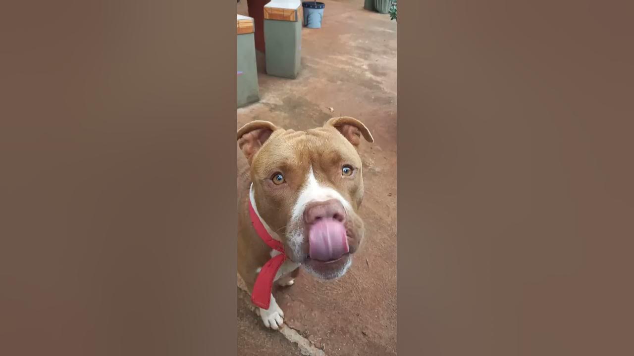 Perro pitbull contestando preguntas 😄👍 - YouTube