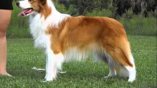 Collcetion Of Dog Breed Border Collie Pictures | Border Collie Dogs