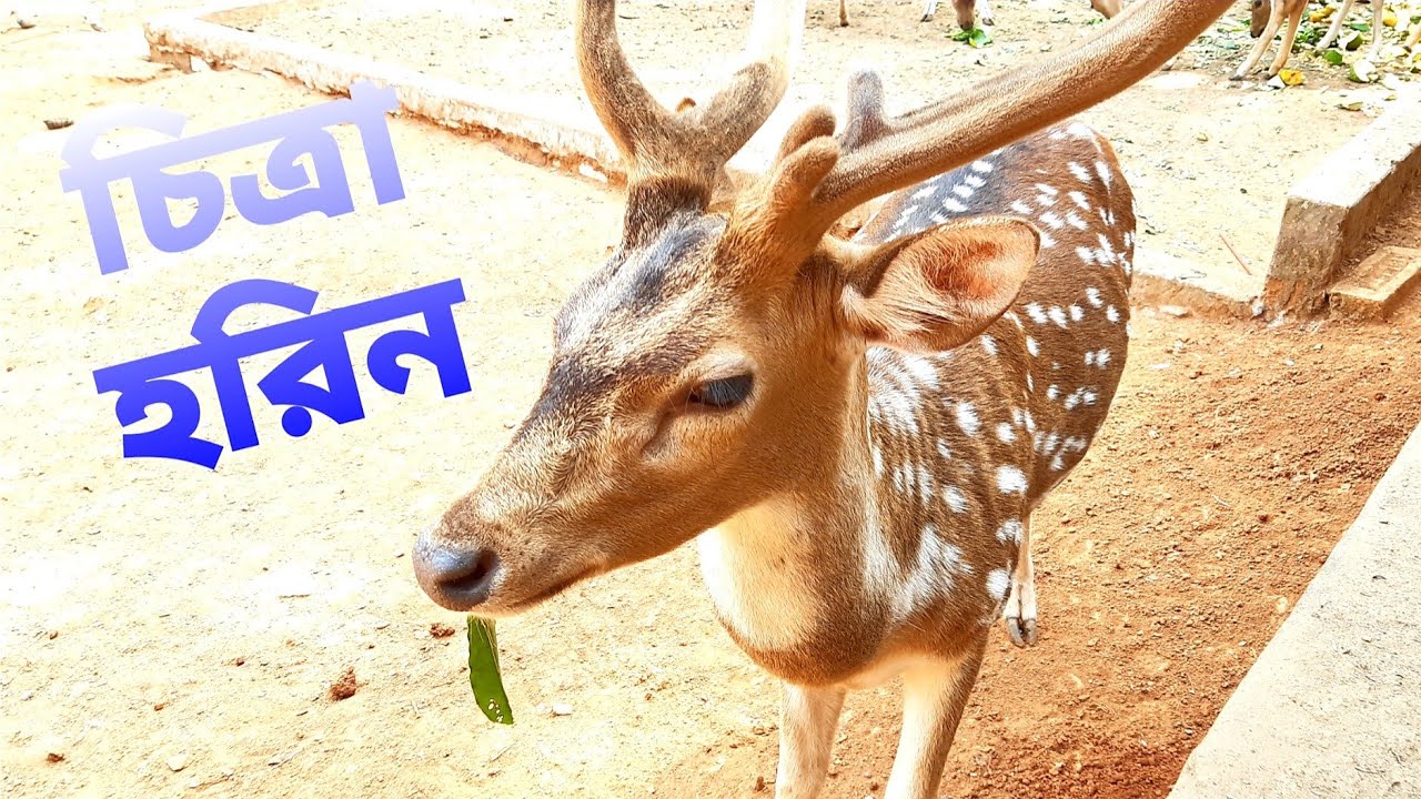 Rossiya viloyati porno rasmlar