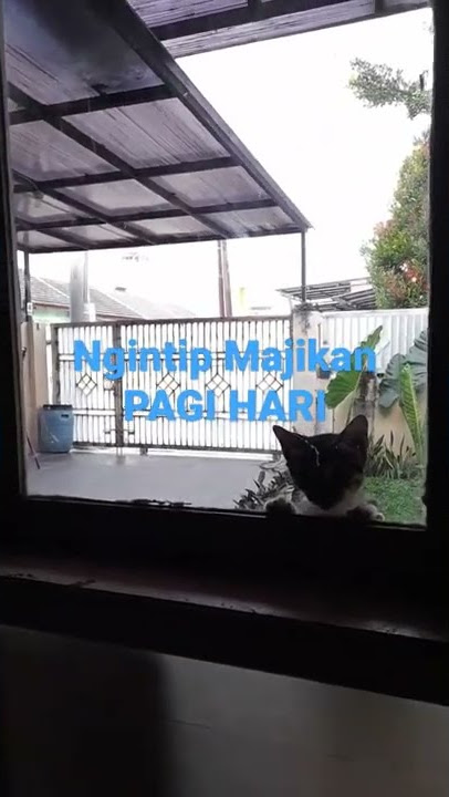 NGINTIP MAJIKAN PAGI HARI