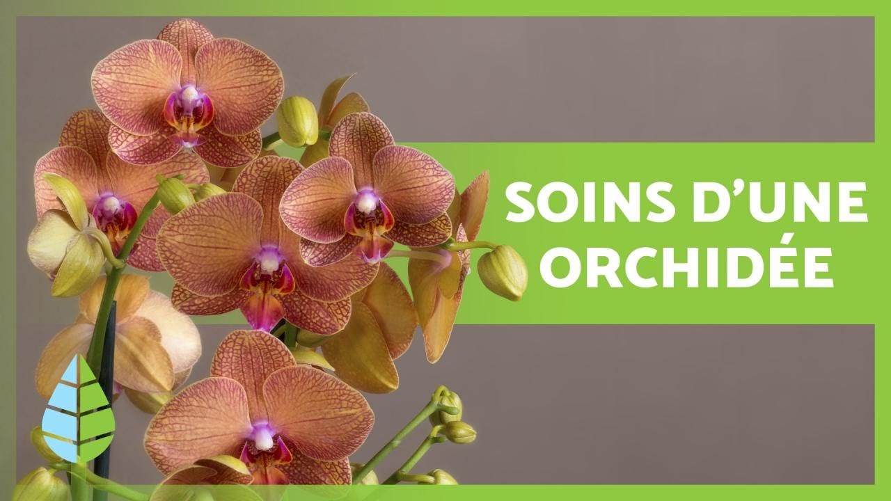 Pourquoi Mon Orchidée Fait Des Feuilles Mais Ne Fleurit Pas