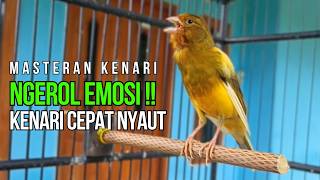 Masteran Kenari Roll Panjang Jernih! Pancingan Agar Kenari Cepat Buka Paruh Ngerol Panjang!