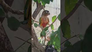 Pineapple Birds 🐦 #Pineapple bird singing  # different  sound of birds
