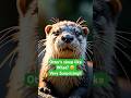 🦦Sleepy Otters #otterlove #shortvideos #otters #otterlyadorable #learnaboutanimals #wildlifeshorts