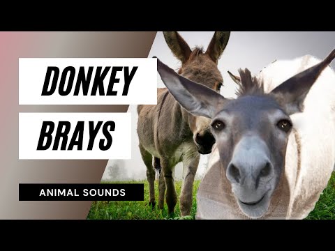 donkey sound effect