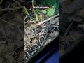 ‼️Conheça um pouco sobre a Urutu-cruzeiro ‼️🐍#urutu #urutucruzeiro #veneno #serpente #cobra #snake