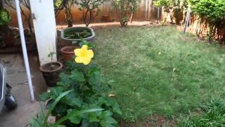 Devane Naan - Tamil worship song sung by Victoria Roy