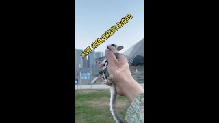 Every time you come back, I feel your IQ has increased. #Sugar Glider #Cute Pet