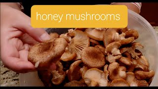 Honey Mushrooms Foraging and Cooking