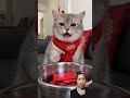 Mèo biết khóc khi bị mẹ lấy hết tiền lixi #shorts #cat #pets #youtubeshorts #trending #funny