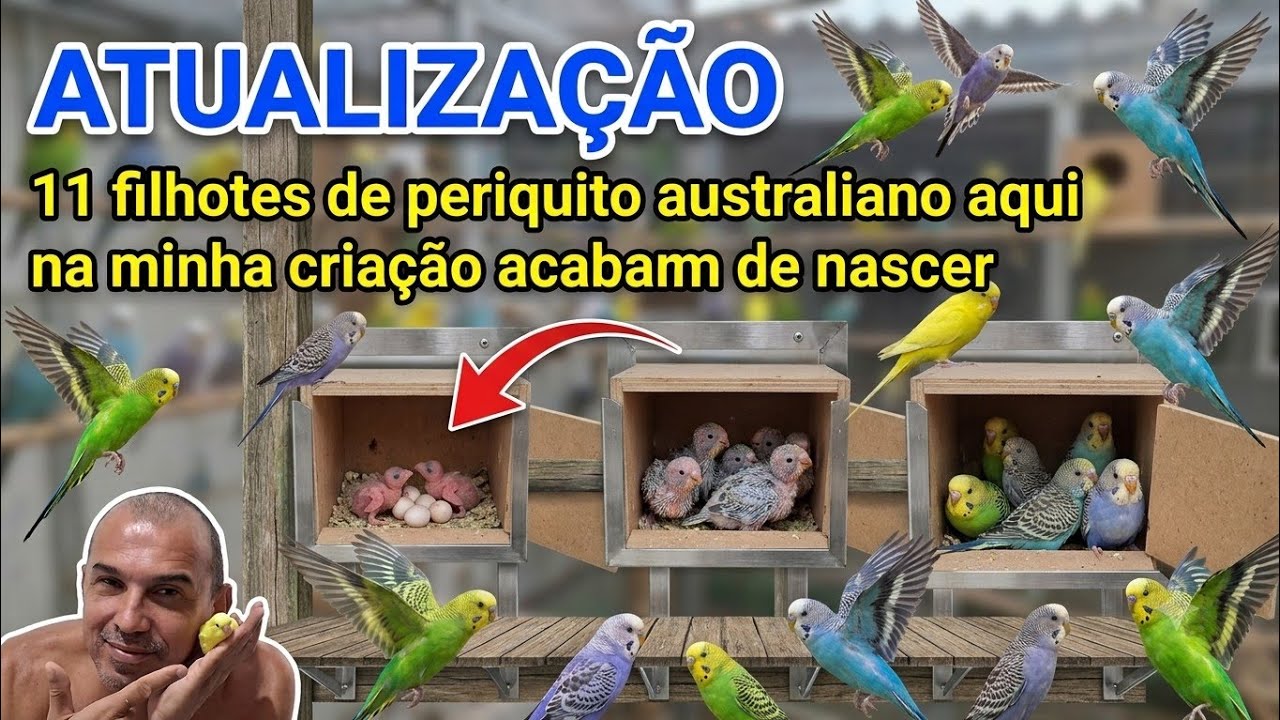 🐣 11 FILHOTES DE PERIQUITOS! 3 NINHOS + RECÉM NASCIDO | LIMPEZA E ATUALIZAÇÃO COMPLETA!  #budgies 