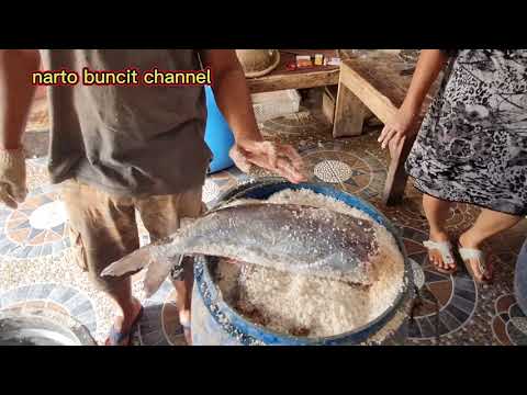 Ikan Jambal Roti In English
