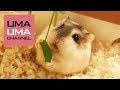 初めての豆苗に高速後ずさりするハムスター【うまる#1】Hamster bail for life seeing a pea sprout for the first time!
