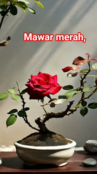 Bonsai mawar merah #elnaurastory #bonsai #bonsaiindonesia #caraperawatanbonsai