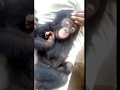 Bonobo rescue: Diyoko