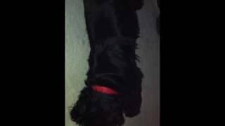 Video Thumbnail for My dog Charlie whimpering in his sleep