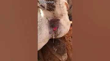 صديد بالرحم في ناقة Camel Pyometra 