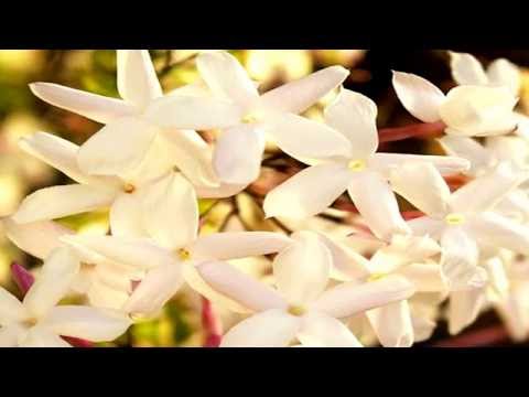 José Mercé: Bajo un Jazmín de Verano (Serie Rarezas)
