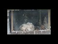 2025 23 avril _Les jeunes grandissent #birds #wildlife #falcon #peregrinefalcon