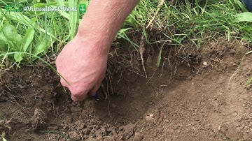 5 Steps to Enhancing Carbon Sequestration - David Wall - Virtual Beef Week