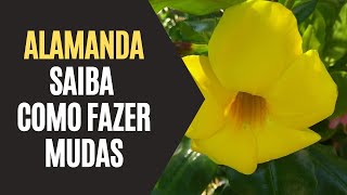 Alamanda: Saiba Como Fazer Mudas - thptnganamst.edu.vn