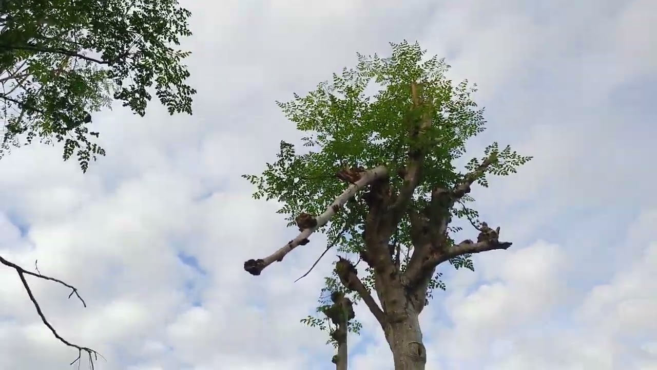 MAKULAY ULIT ANG PALIGID ANG BULAKLAK NG EMILDA GRASS ANG GANDA TINGNAN @bulagvlog-b9l 