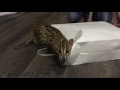 Игры леопардовой кошки Мишки