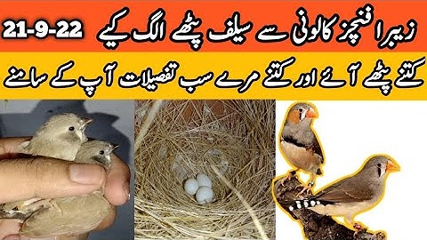 Zebra Finches Self Chicks | Chicks Age | Zebra Finch Colony Breeding Progress | Mini Zoo