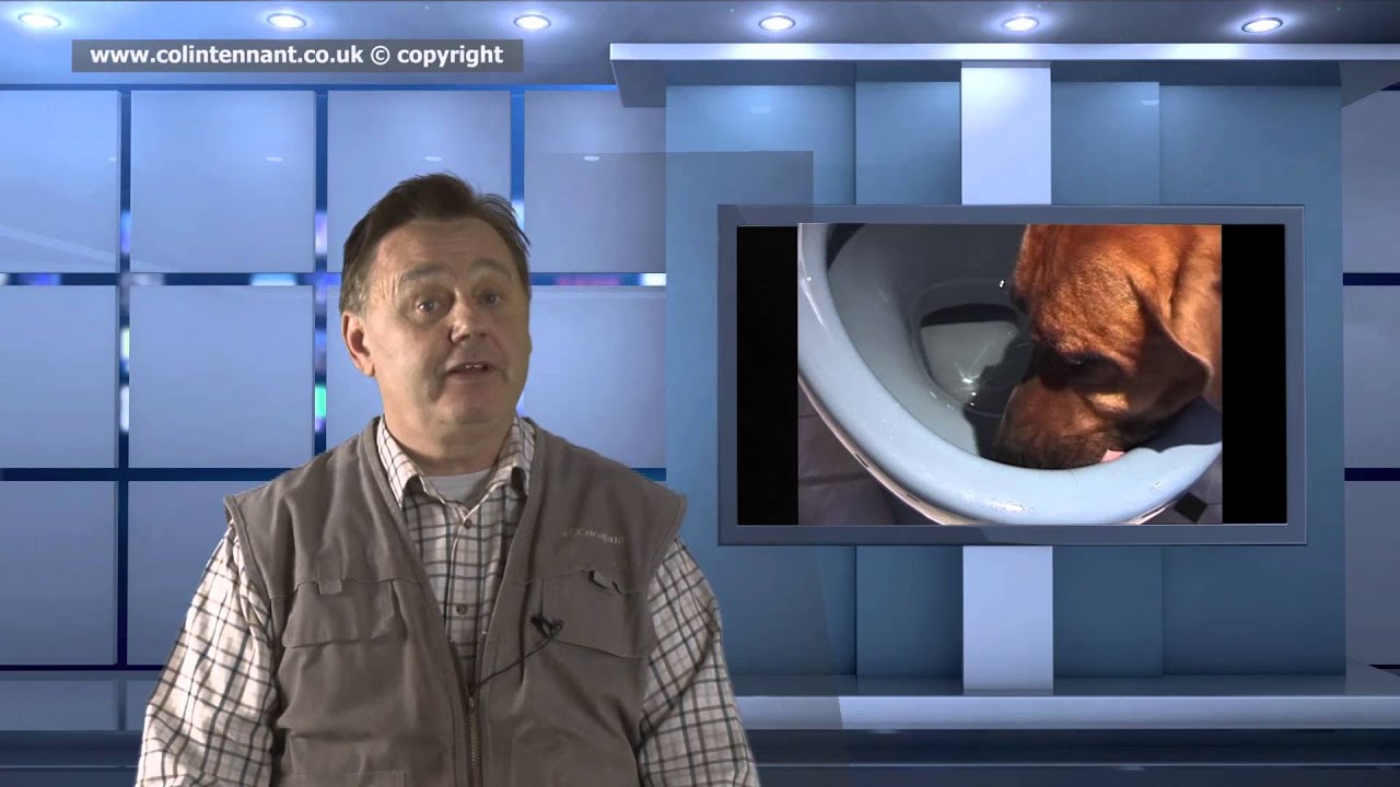 PETbc Pet Education Training & Behaviour Council of Great Britain