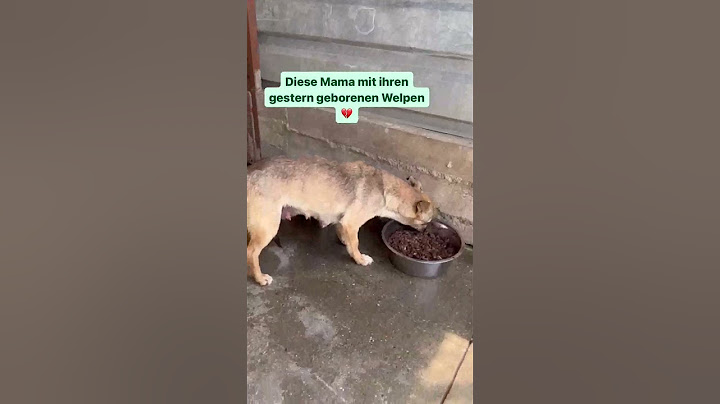 ❗️6 LEBEN GERETTET❗️Aber es warten noch mehr in der Tötungsstation 💔