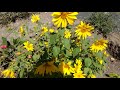 COMO PLANTAR SEMENTES DE GIRASSOL